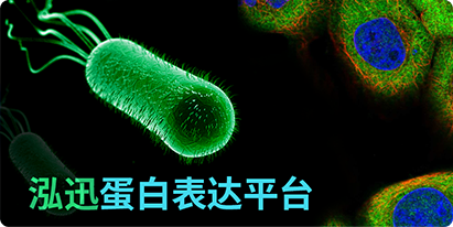 密碼子優(yōu)化升級(jí)版，讓目標(biāo)蛋白表達(dá)更顯著