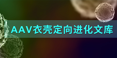 優(yōu)化AAV載體 | AAV衣殼蛋白定向進化文庫