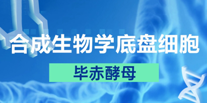 合成生物學(xué)底盤細胞之畢赤酵母