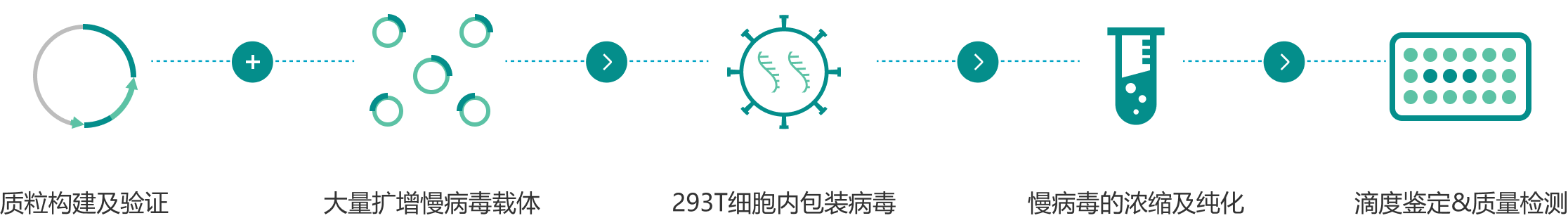 腺相關病毒包裝_流程圖