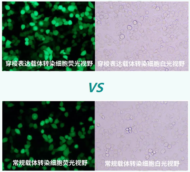 在HEK293細(xì)胞中，表達(dá)綠色熒光蛋白對(duì)比_泓迅生物